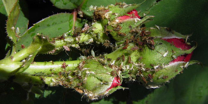Roślina z martwymi szkodnikami – 4 dni po zabiegu. Róża, odm. Tuscany, szkodnik – mszyca różano-szczeciowa (Macrosiphum rosae)