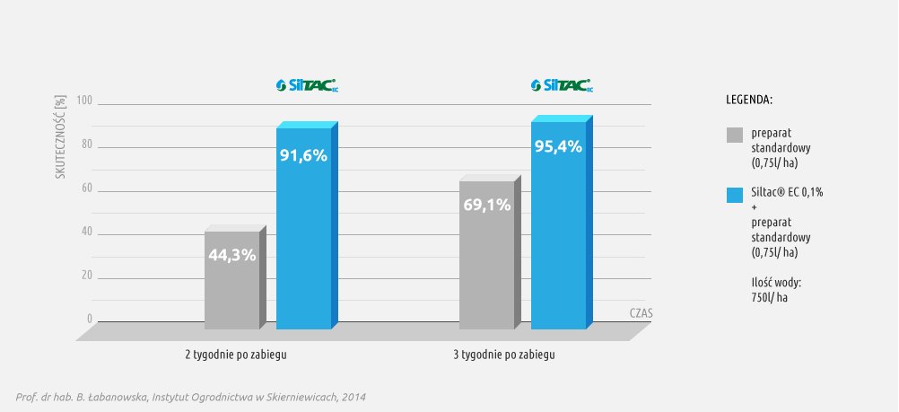 Wykres skuteczności preparatu Siltac EC w redukcji populacji miodówki gruszowej plamistej (Cacopsylla pyri) na gruszy