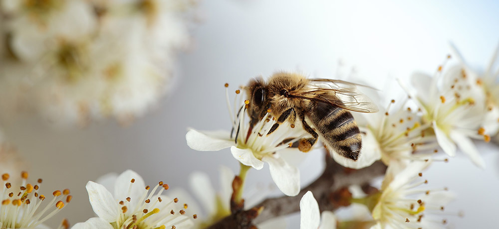 Zdjęcie pszczoły